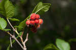 Fragrant sumac